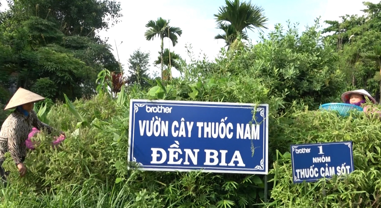 Phong tục thu hái lá thuốc dịp Tết Đoan Ngọ